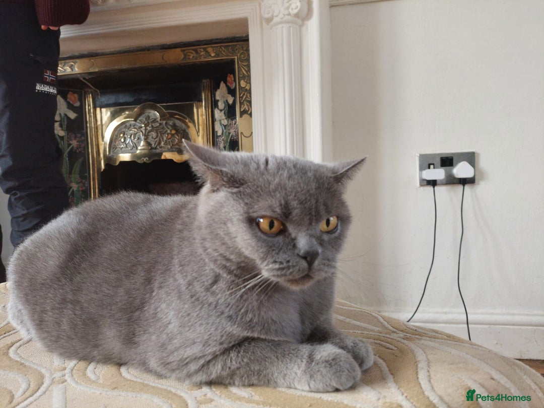 British Shorthair cats for sale: BSH black kittens  - Image 6