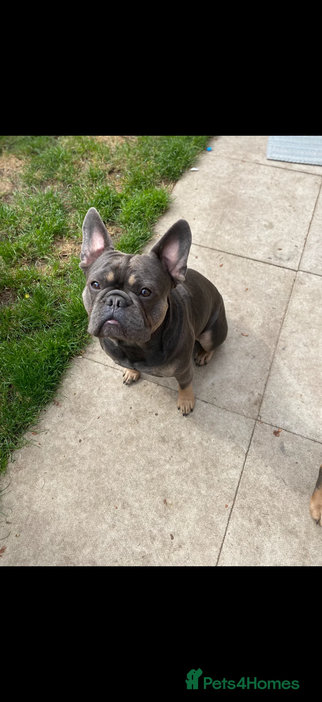 French Bulldog dogs for sale: King the frenchy  - Advert 1