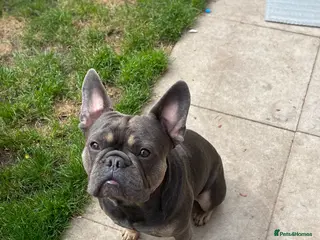 French Bulldog dogs King the frenchy - Advert 16