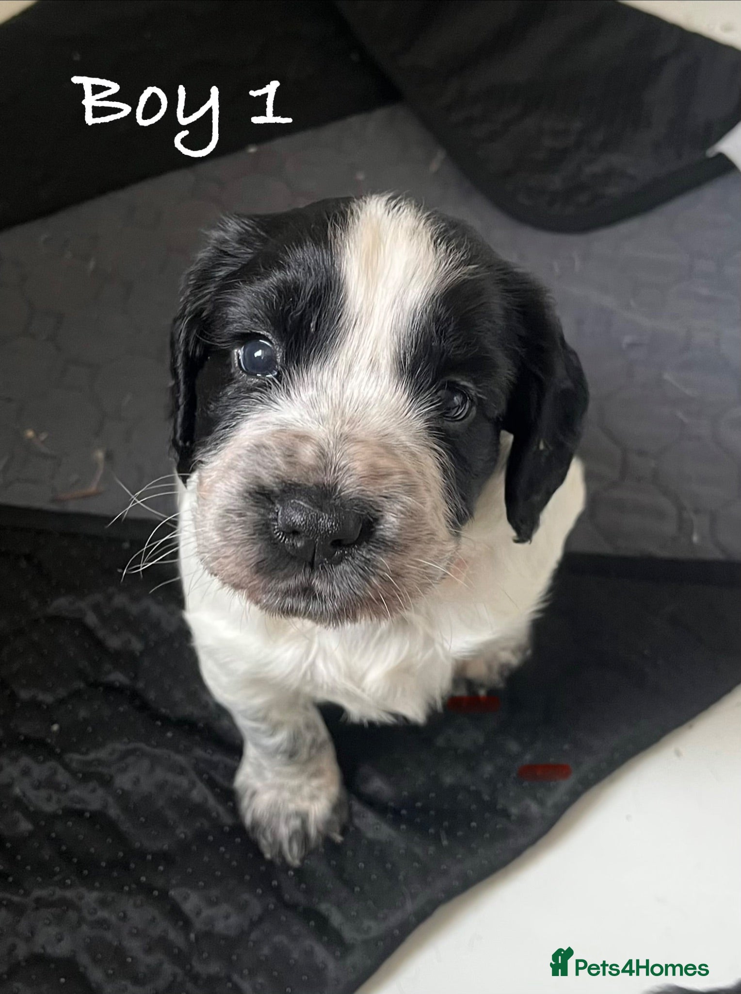 Cocker Spaniel dogs Exceptional KC Working Cocker Spaniel Puppies - Advert 2