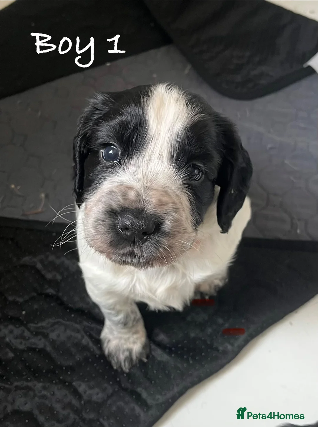Cocker Spaniel dogs for sale: Exceptional KC Working Cocker Spaniel Puppies - Advert 2