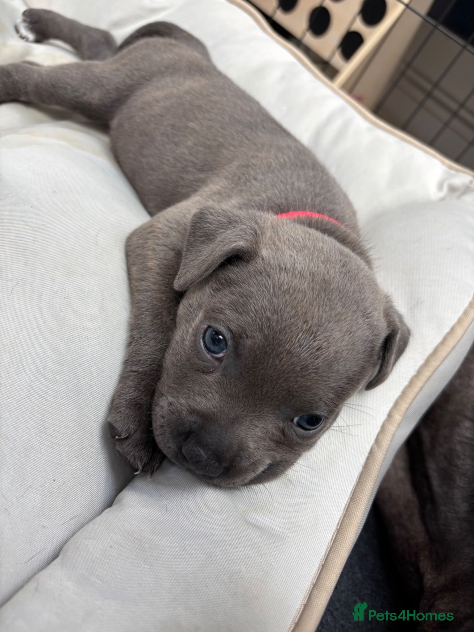 Staffordshire Bull Terrier dogs *5 WEEKS OLD* Blue Staff Bull Terrier Puppies  - Advert 2