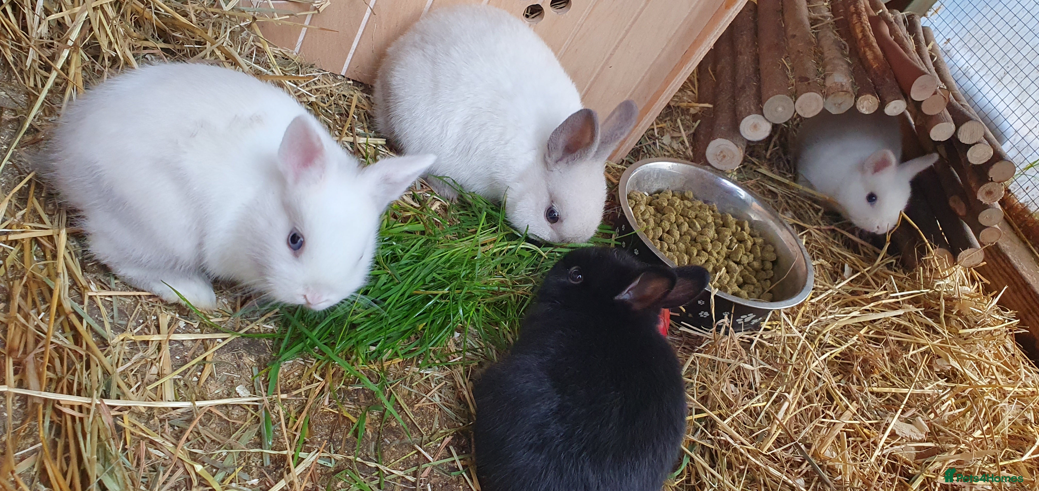 Mixed Breed rabbits Lionhead crossed with northandwaf  - Advert 4
