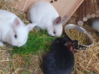 Mixed Breed rabbits Lionhead crossed with northandwaf - Advert 4