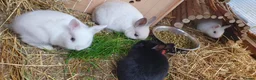 Mixed Breed rabbits for sale: Northandwaf  - Advert 2