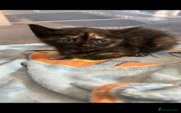 British Shorthair cats for sale: British Shorthair Cross Kittens  - Image 13