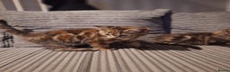 Maine Coon cats for sale: Maincoon bengal Cross kittens - Advert 6