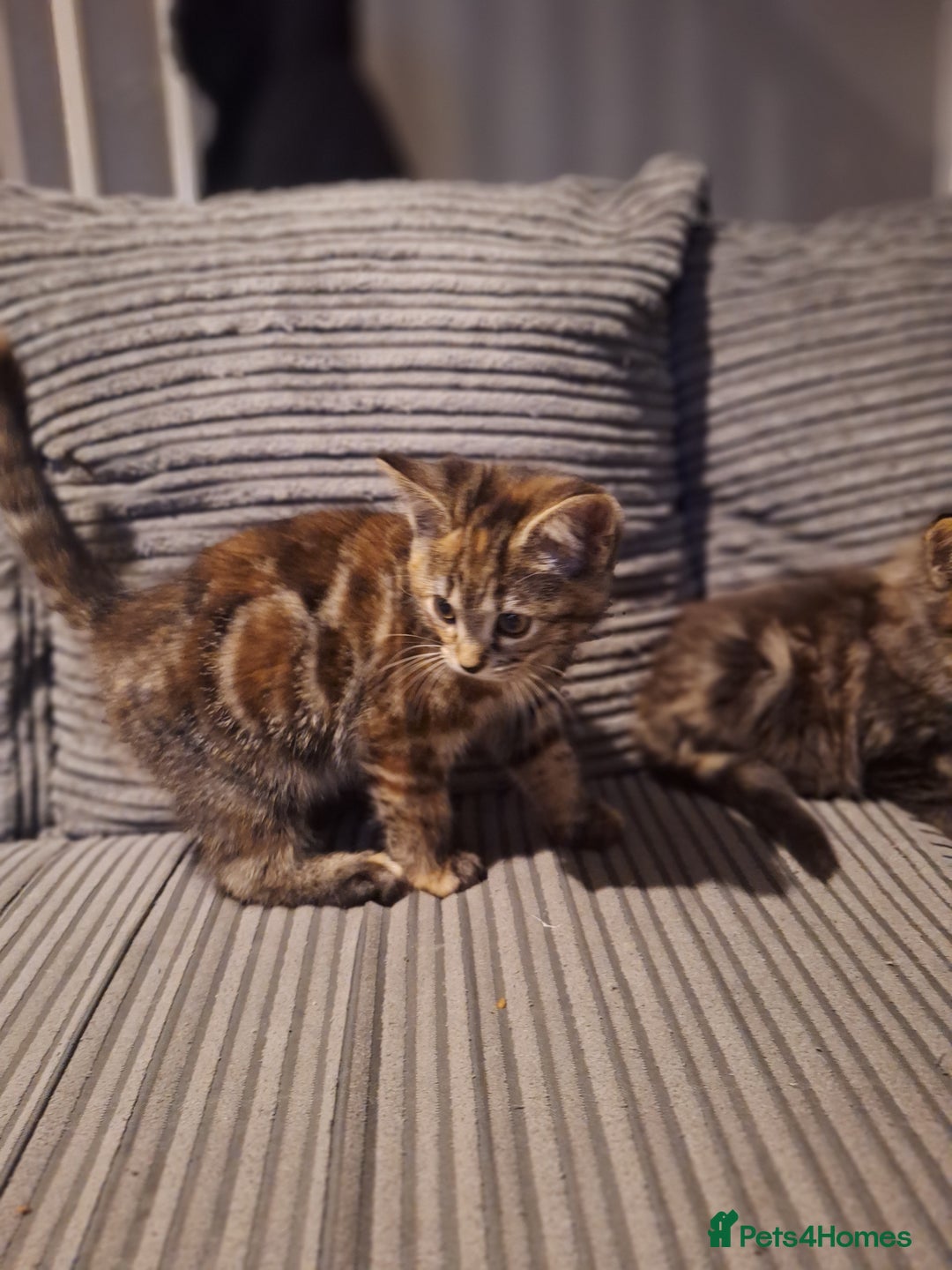 Maine Coon cats for sale: Maincoon bengal Cross kittens - Advert 6