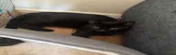 Mixed Breed cats for sale: Kittens  in Taunton - Advert 1