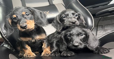 Doxiepoo dogs - Advert 12