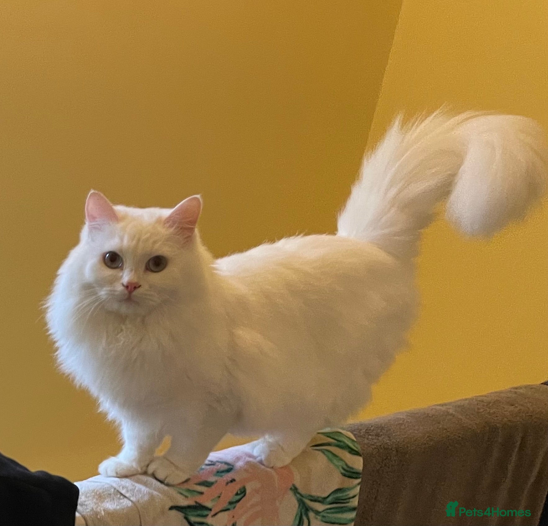 Siberian cats Beautiful white Siberian female - Advert 1