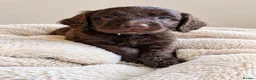 Mixed Breed dogs for sale: Beautiful Sproodle Puppies ready In 1 week! - Advert 13