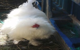 Chickens poultry for sale: Gourgouse Pair of white silkies cock n hen  - Image 2