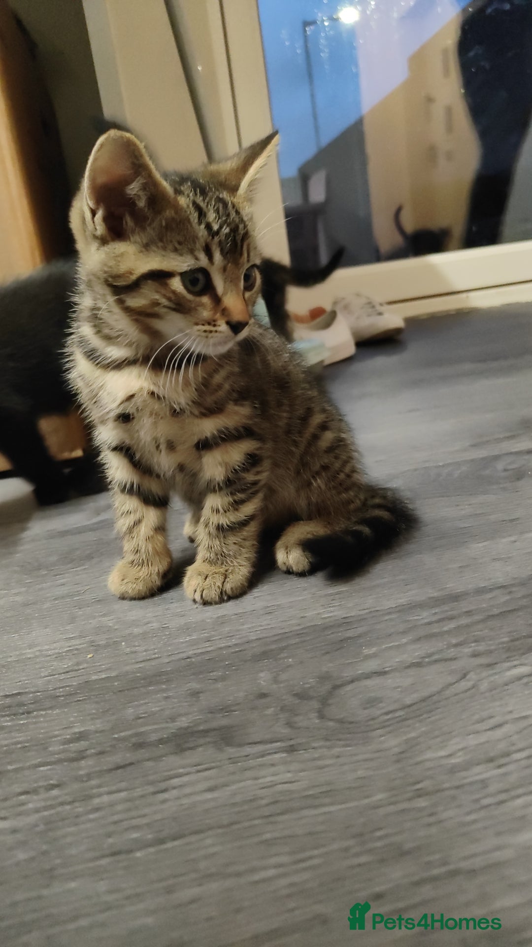 British Shorthair cats for sale: 12 weeks old - Image 9