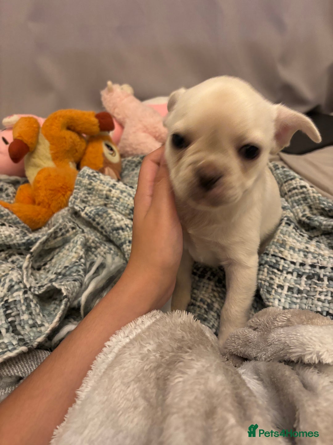 Frug dogs for sale: Truly Outstanding Fruggie Girls - Image 8