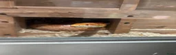Corn Snake reptiles for sale: Corn snake for rehome in Frome - Advert 1