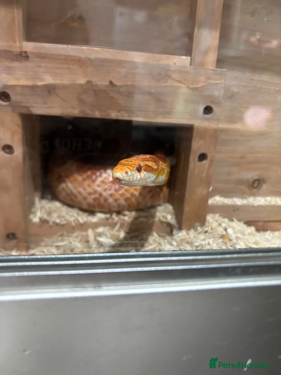 Corn Snake reptiles for sale: Corn snake for rehome in Frome - Advert 1