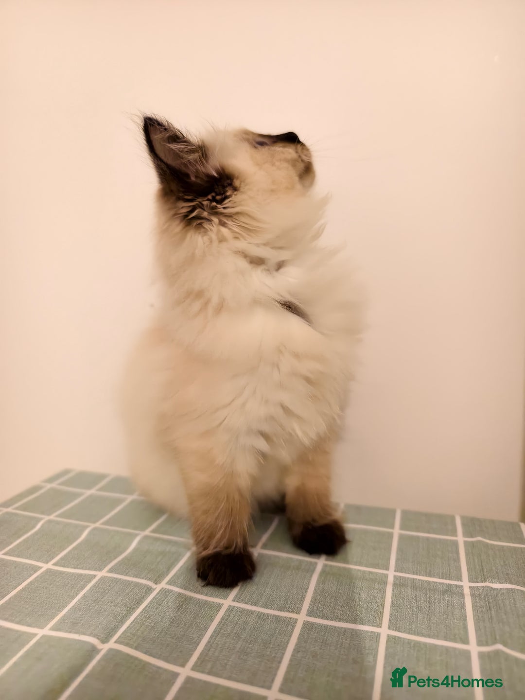 Ragdoll cats for sale: Beautiful Seal Point Ragdoll Kittens – for sale - Advert 2