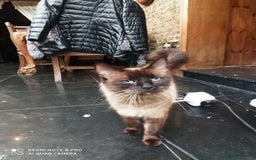 Siberian cats for sale: #4 lovely Siberian male kittens  - Image 17
