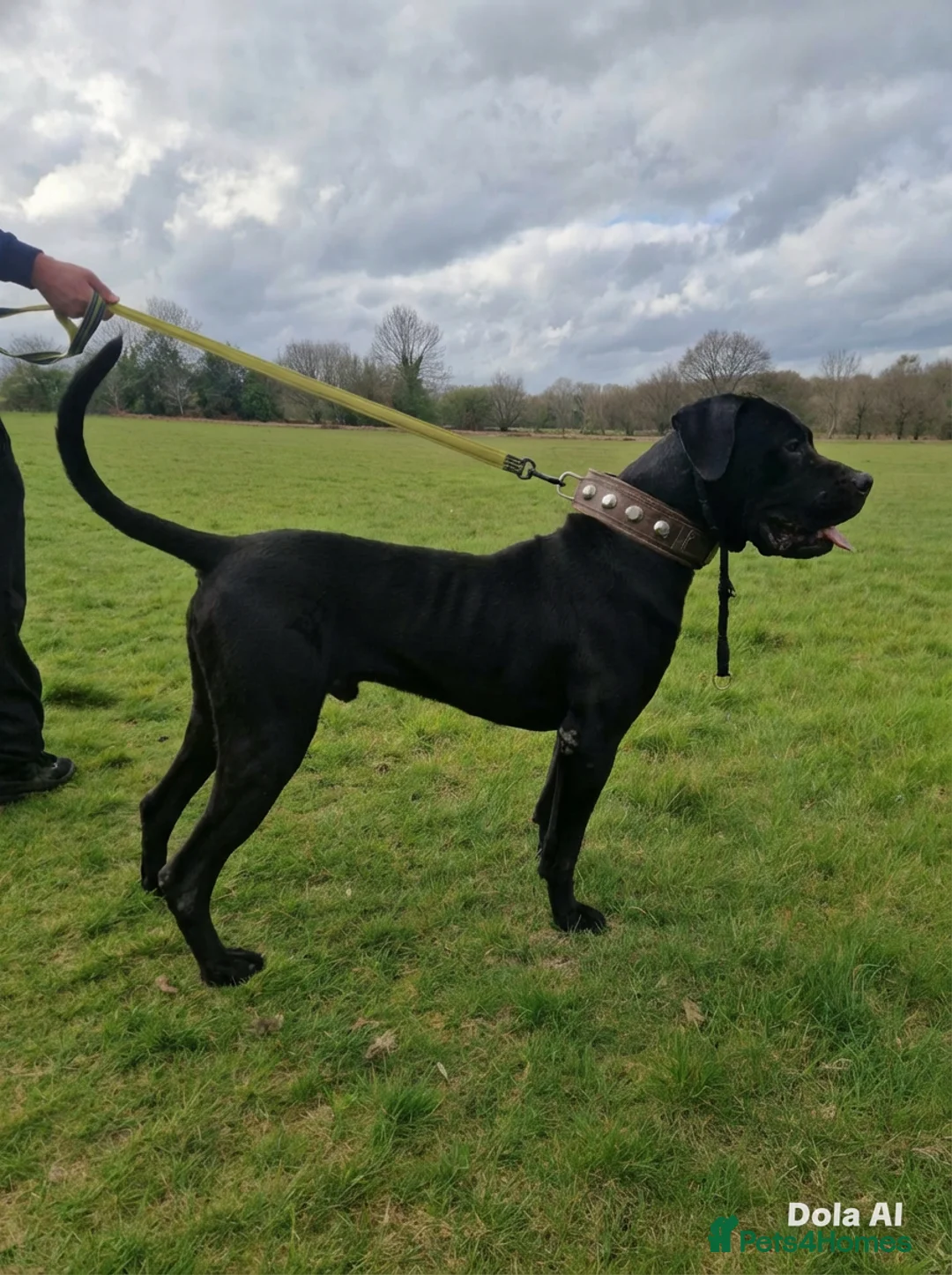 Presa Canario dogs for sale: Presa canario male 4 years old - Advert 2