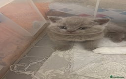 British Shorthair cats for sale: Price reduced Reg gccf Liliac BSH two female  - Image 9