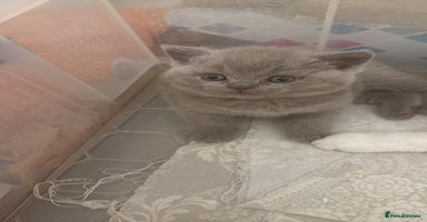 British Shorthair cats - Advert 7