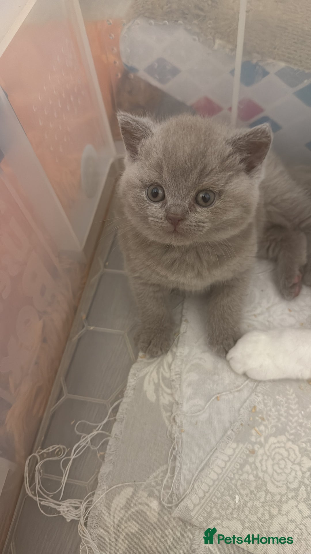 British Shorthair cats for sale: Price reduced Reg gccf Liliac BSH two female  - Image 9