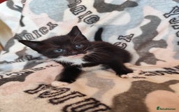 Domestic Shorthair cats for sale: Adorable kittens for sale - Image 9