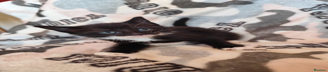 Domestic Shorthair Kitten 3