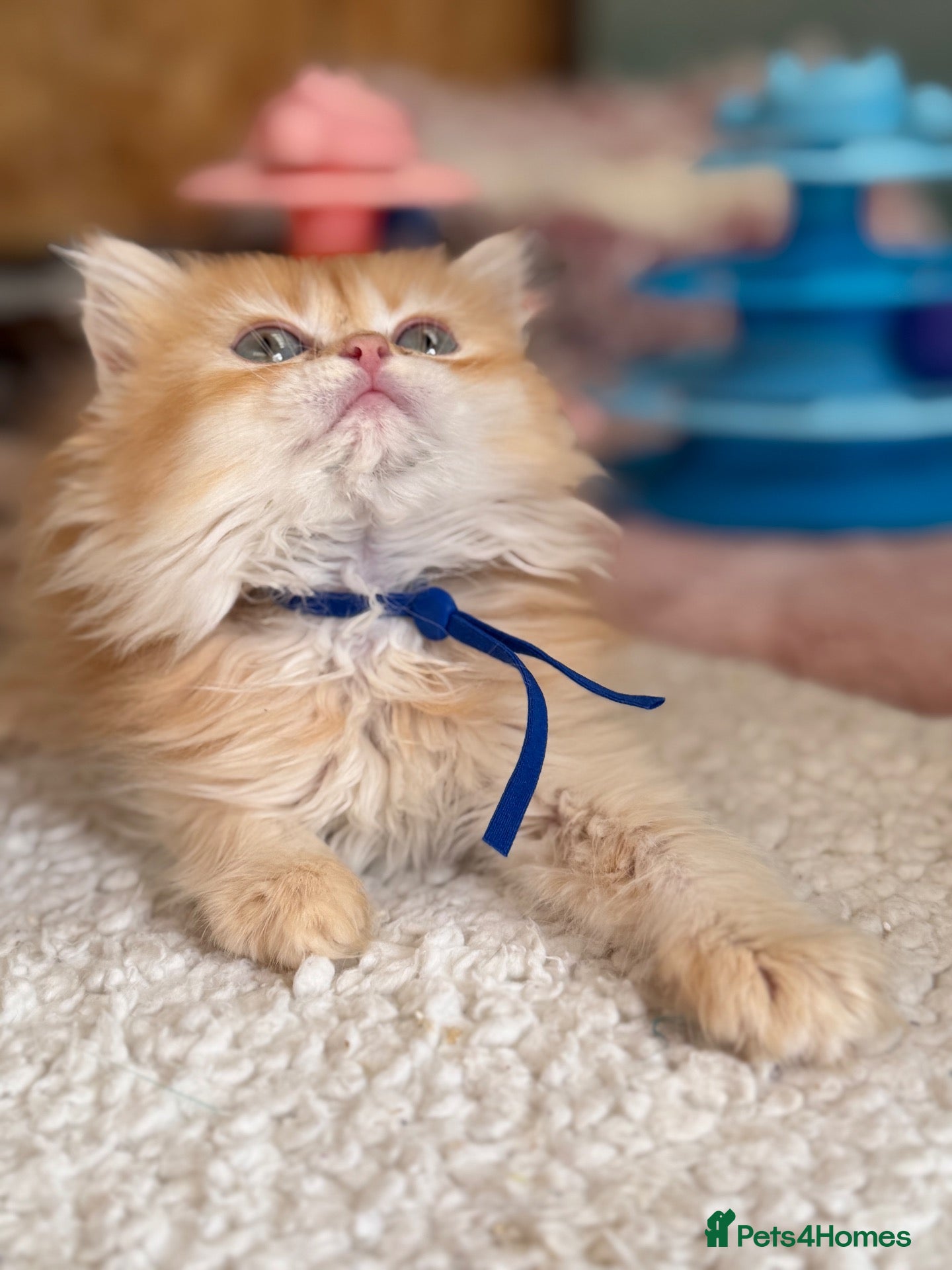 British Longhair cats British short/longhair odd/blue eyed kittens  - Advert 1