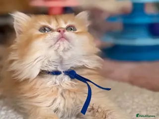 British Longhair cats British short/longhair odd/blue eyed kittens - Advert 6