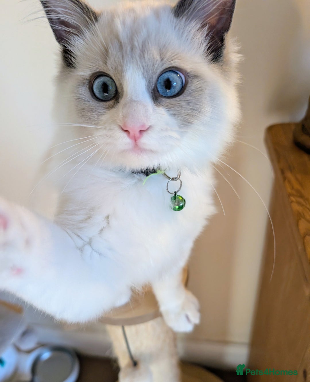 Ragdoll cats for sale: 🐾💎Male Kitten Available Now💎🐾 - Image 1