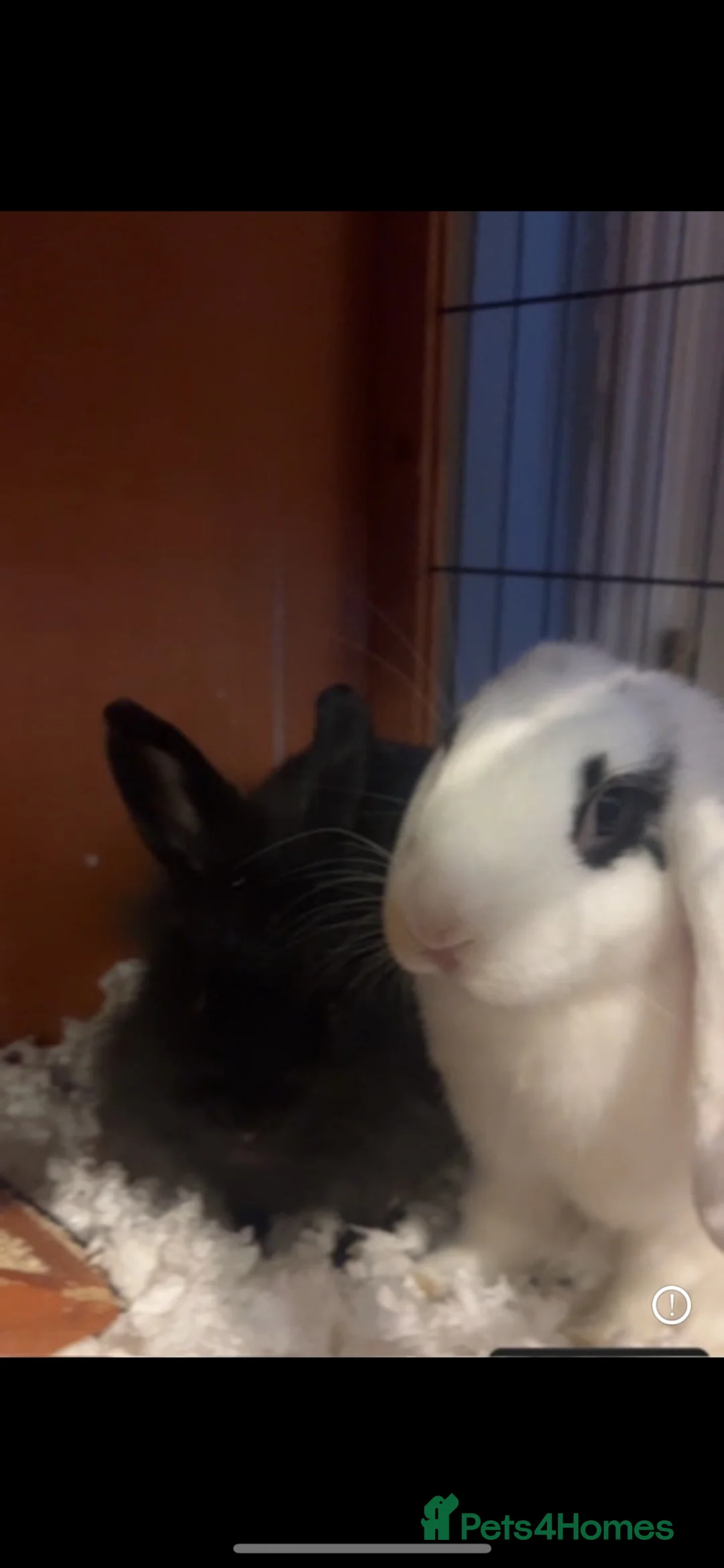 Mixed Breed rabbits for sale: Two female bunnies for sale  in Woking - Advert 2