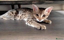 Savannah cats for sale: F3 savannah girls Tica reg + silver boy - Image 4