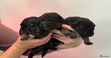 German Shepherd dogs - Advert 16