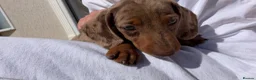 Miniature Dachshund dogs for sale: Miniature dachshund  in Weston-super-Mare - Advert 2