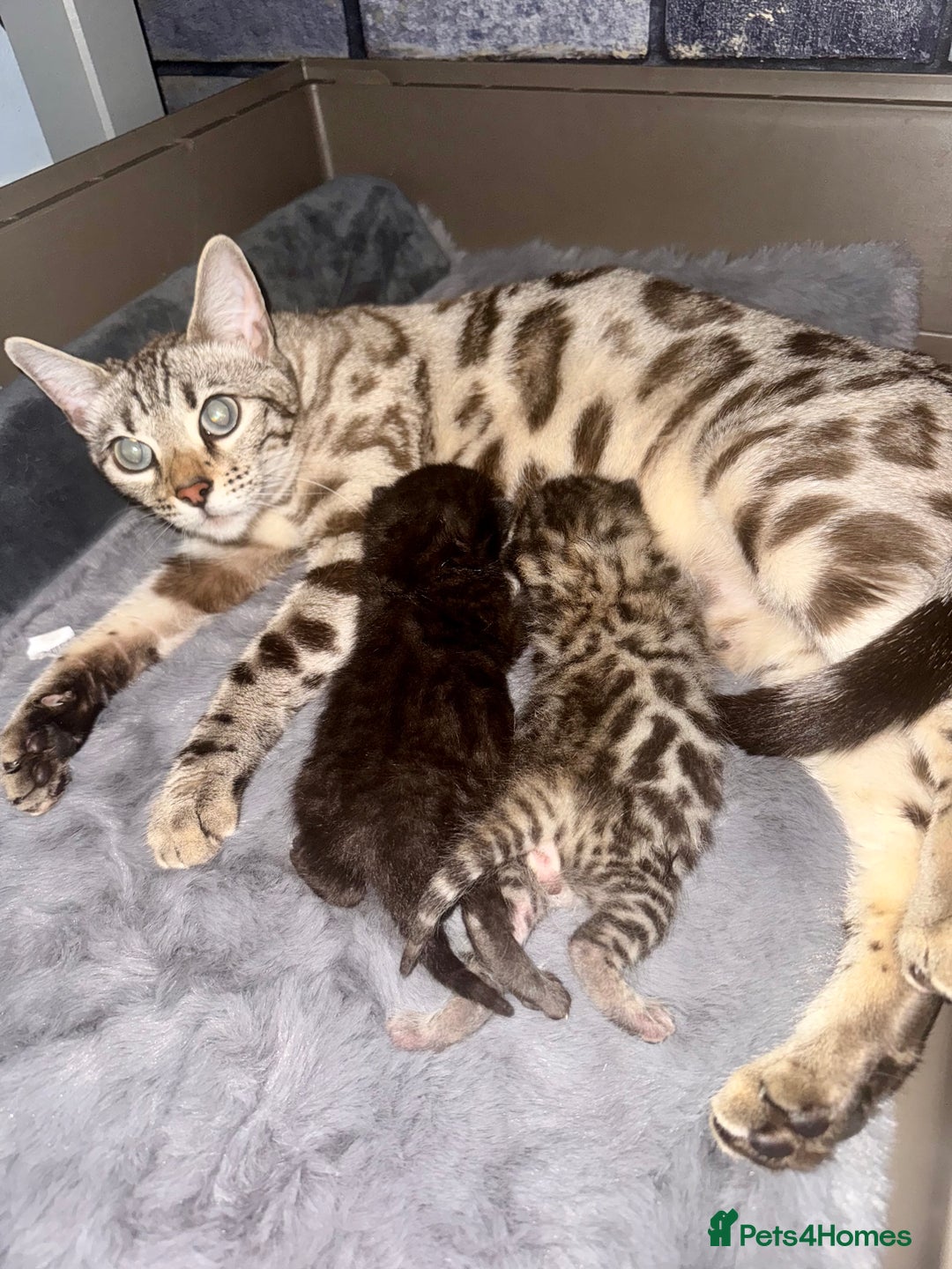 Bengal cats for sale: Bengal kittens  - Advert 8