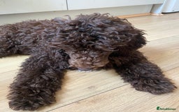 Miniature Poodle dogs for sale: 500ono Reduced 1 choc boy to find forever homes  in Malton - Image 33