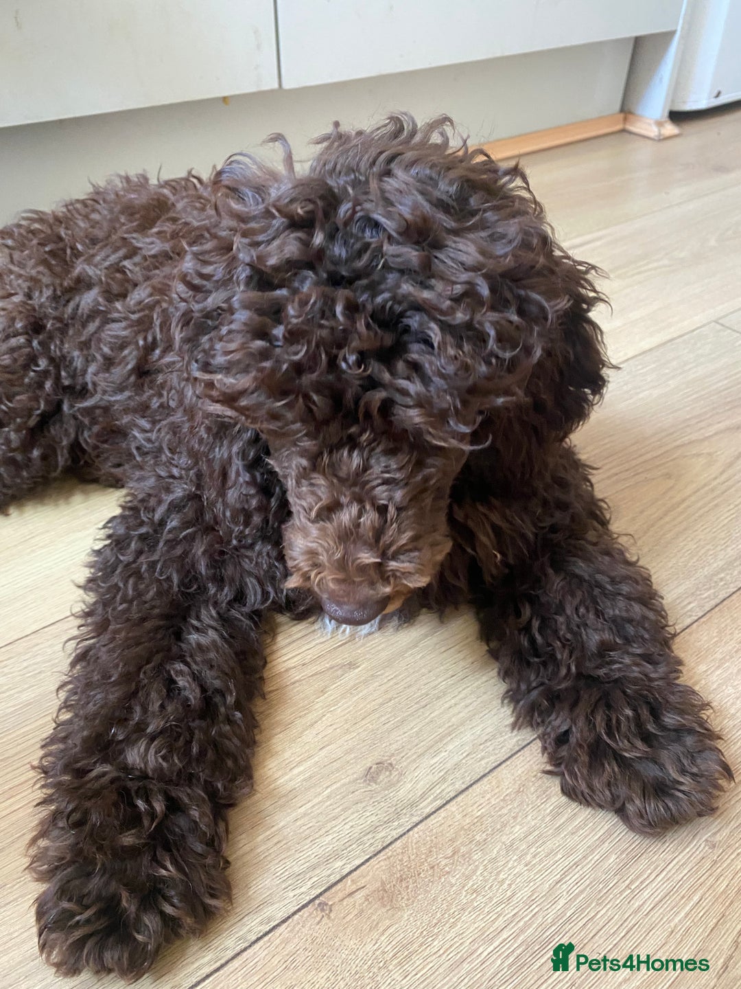 Miniature Poodle dogs for sale: 500ono Reduced 1 choc boy to find forever homes  in Malton - Image 33