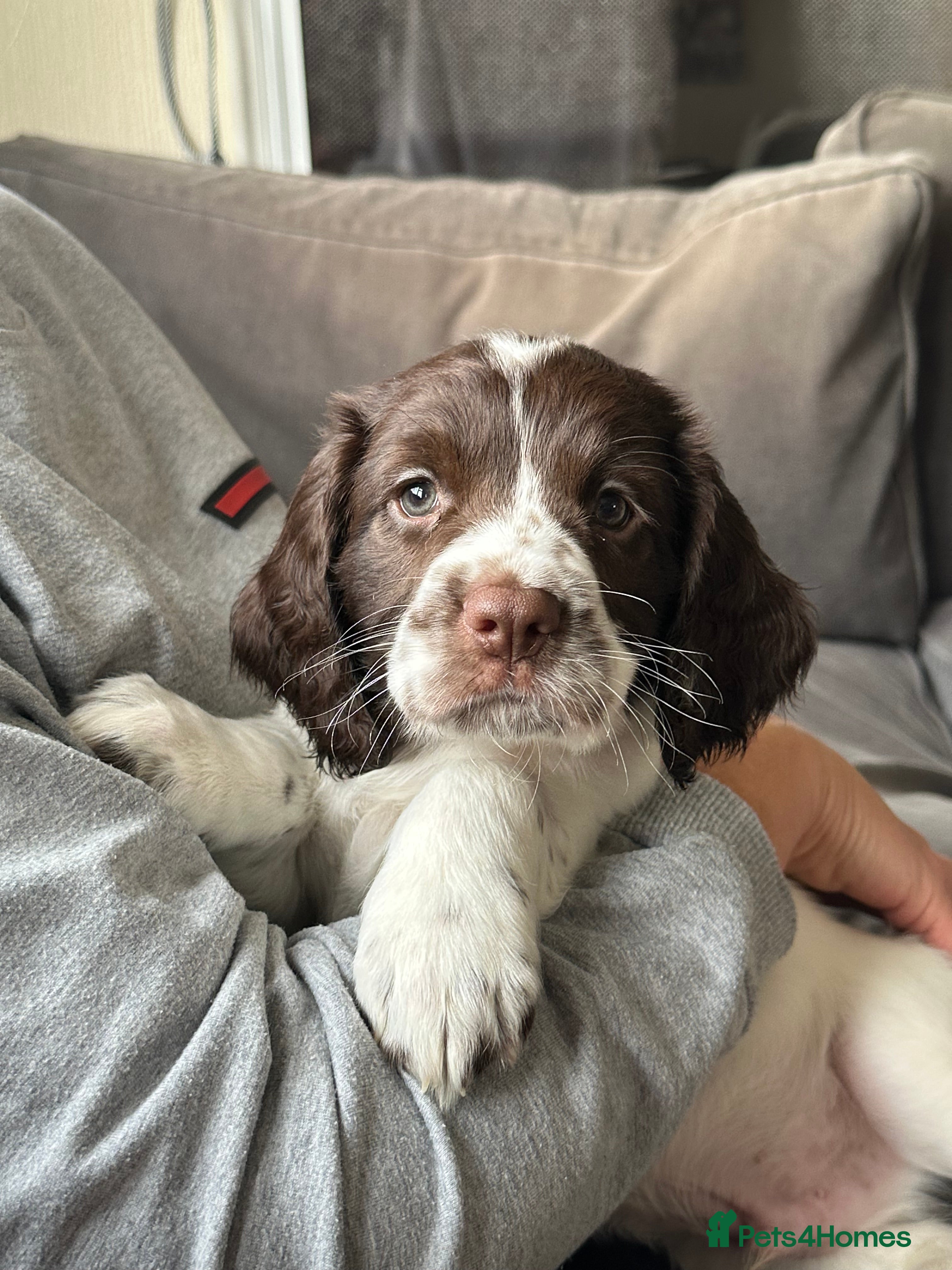 Mixed Breed dogs Cindy Lou’s beautiful puppies - Advert 2
