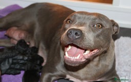 Staffordshire Bull Terrier dogs for sale: KC Reg Staff Pups Blue/Black, Champion Blood Lines - Image 26