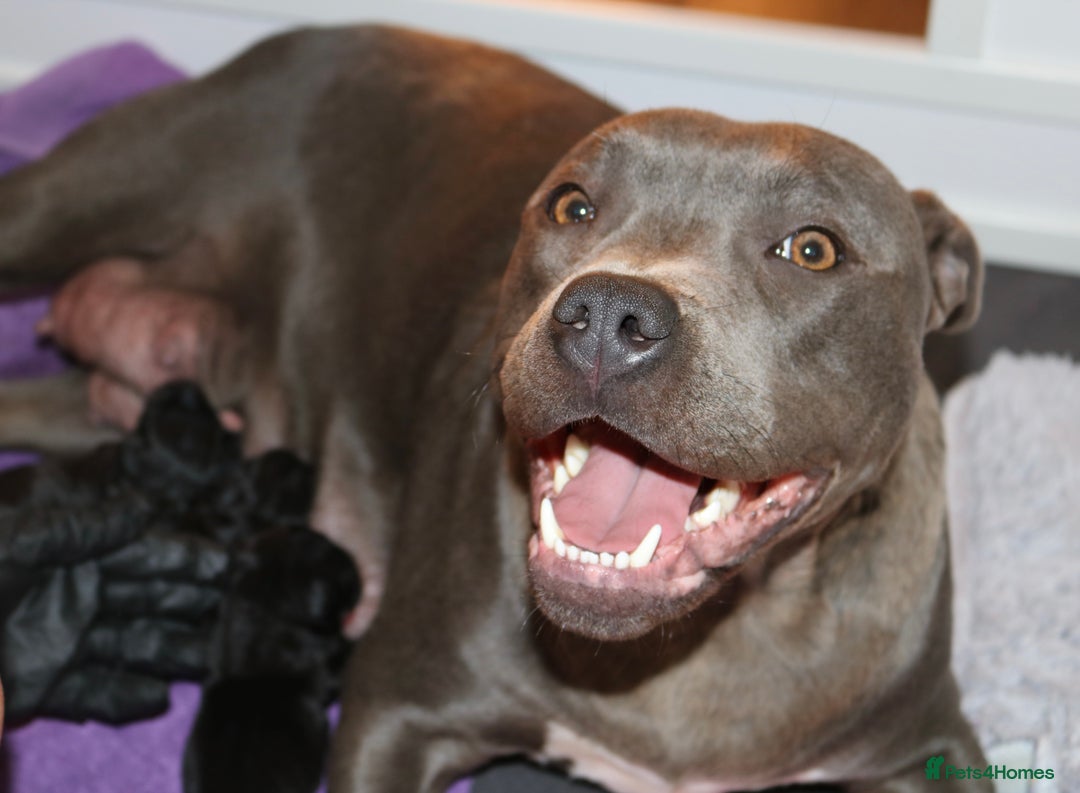 Staffordshire Bull Terrier dogs for sale: KC Reg Staff Pups Blue/Black, Champion Blood Lines - Image 26