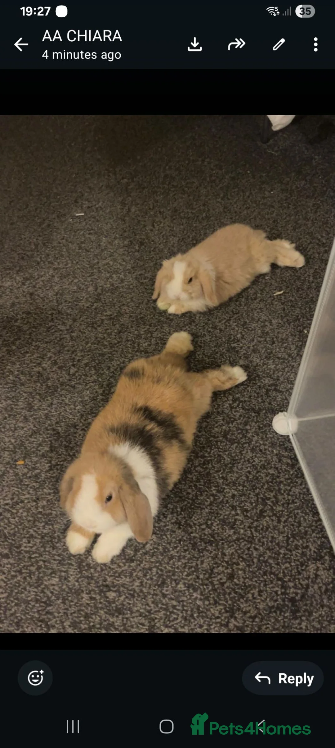 Mini Lop rabbits for sale: Lola and coco - Advert 8