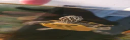 Turtle reptiles for sale: Florida cooter turtles  - Advert 2