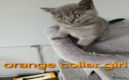 British Shorthair cats for sale: GCCF REG. ACTIVE BSH KITTENS SHOW LINES - Image 18