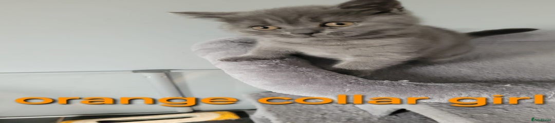 British Shorthair Kitten 2