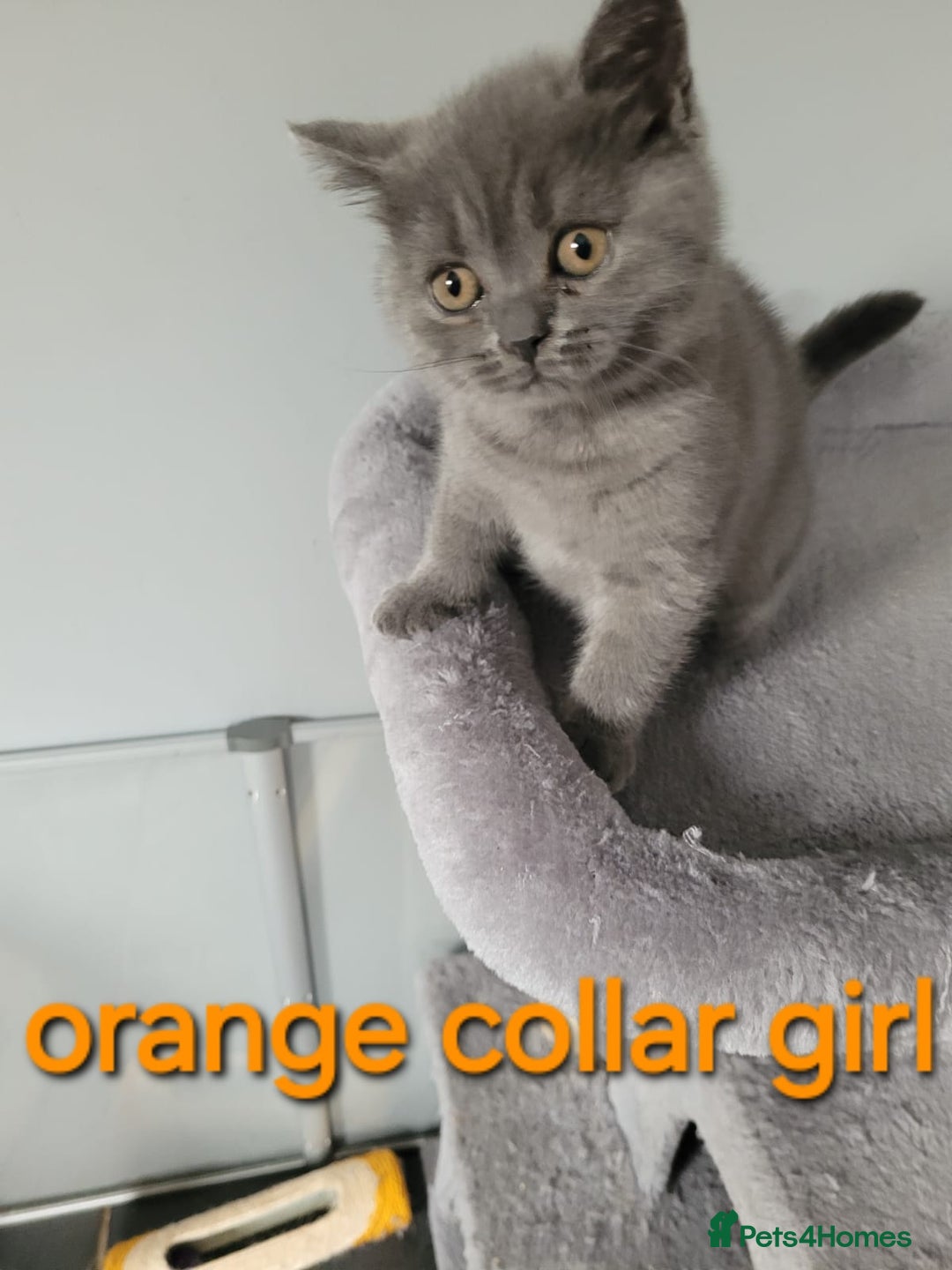 British Shorthair cats for sale: GCCF REG. ACTIVE BSH KITTENS SHOW LINES - Image 18