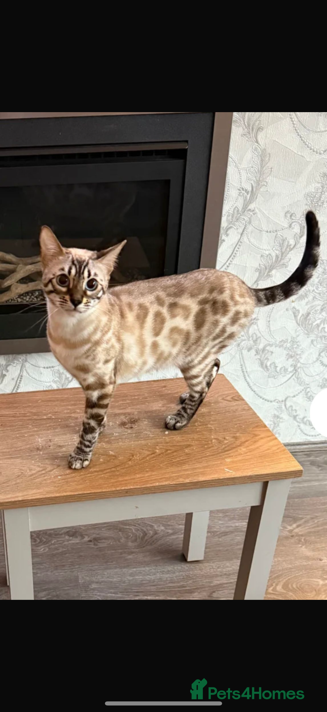 Bengal cats for sale: Bengal female  - Advert 1