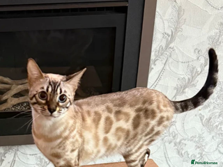 Bengal cats Bengal female - Advert 13