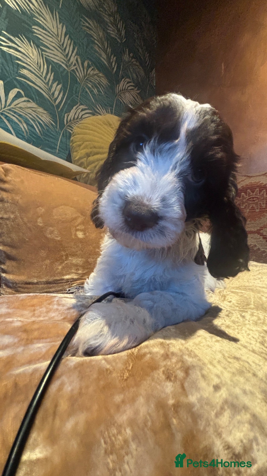 Cockapoo dogs 🩷💙F1 Quality Teddy Bear Cockapoo pups 🩷💙 - Advert 1